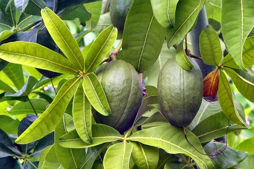 شاه بلوط مالابار - معرفی درختان میوه